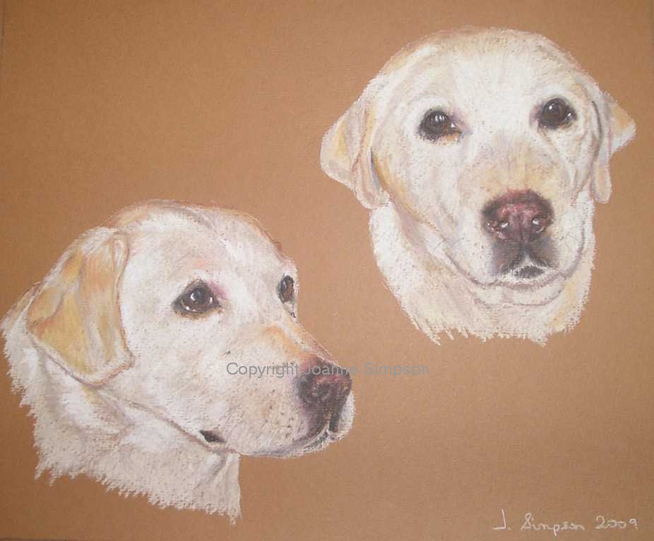 Golden Labrador portrait by Joanne Simpson